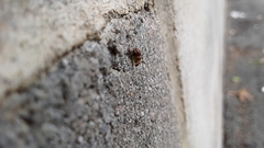 Cyrtolobus fenestratus