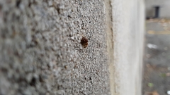 Cyrtolobus fenestratus