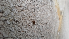 Cyrtolobus fenestratus