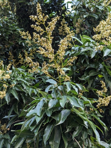 Foto de Lichia
