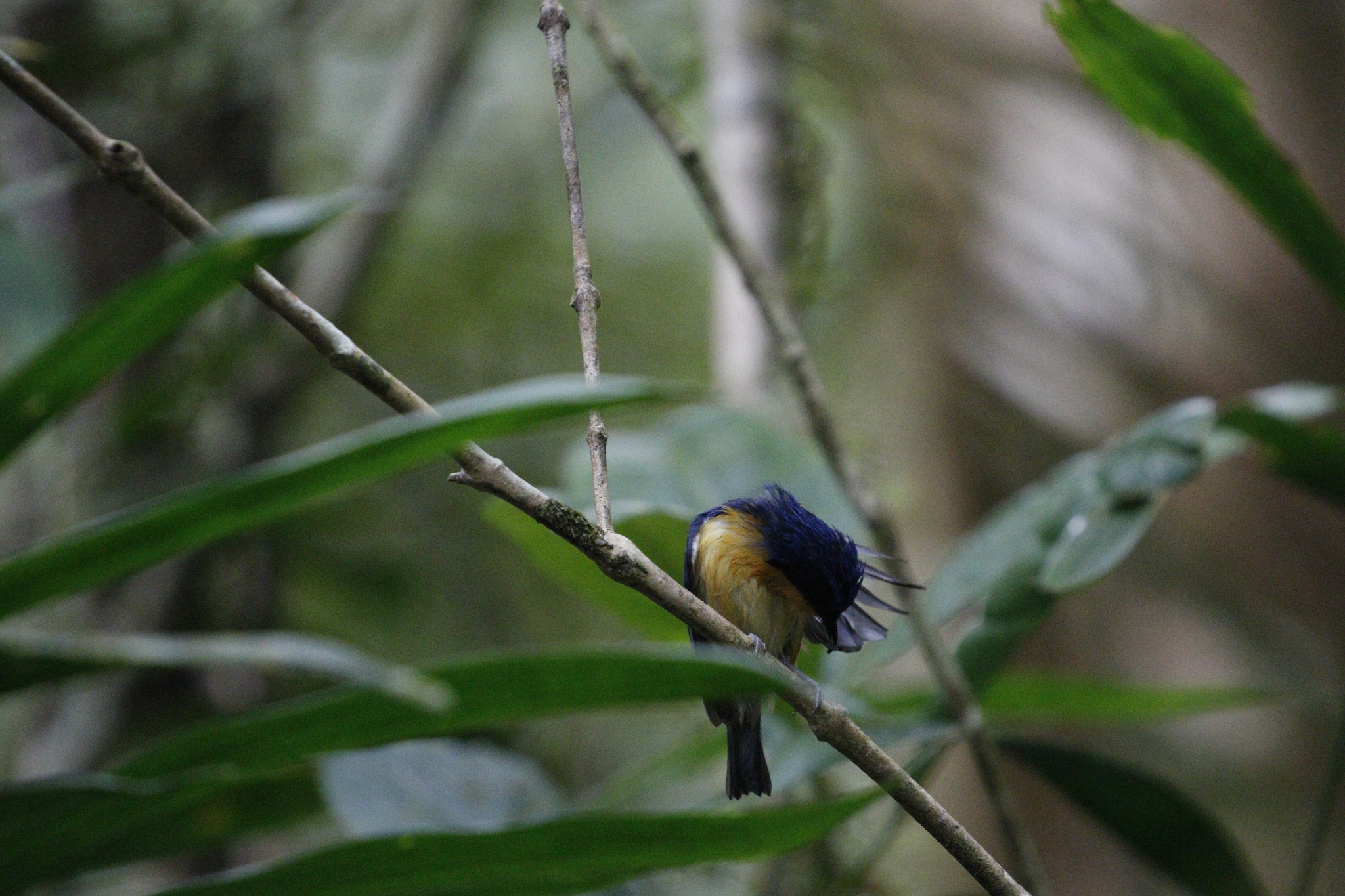 Pygmy Flycatcher