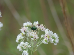 Hymenopappus artemisiifolius