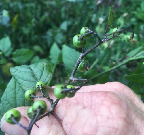 Image of Solanum opacum by no rights reserved