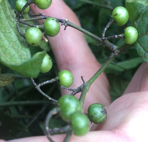 Image of Solanum opacum by no rights reserved