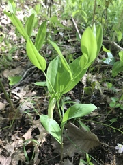 Uvularia floridana