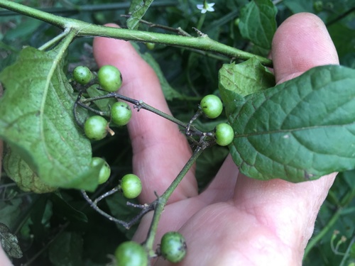 Image of Solanum opacum by no rights reserved