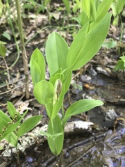 Uvularia floridana