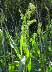 Rumex verticillatus