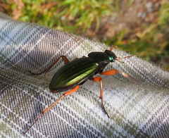 Carabus auratus