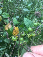 Solanum opacum