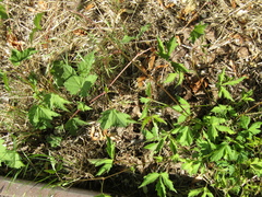 Monkshood vine (Ampelopsis aconitifolia)