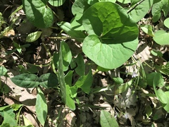 Asarum canadense reflexum