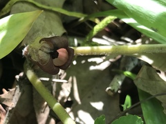 Asarum canadense reflexum