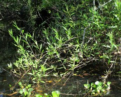 Ampelaster carolinianus