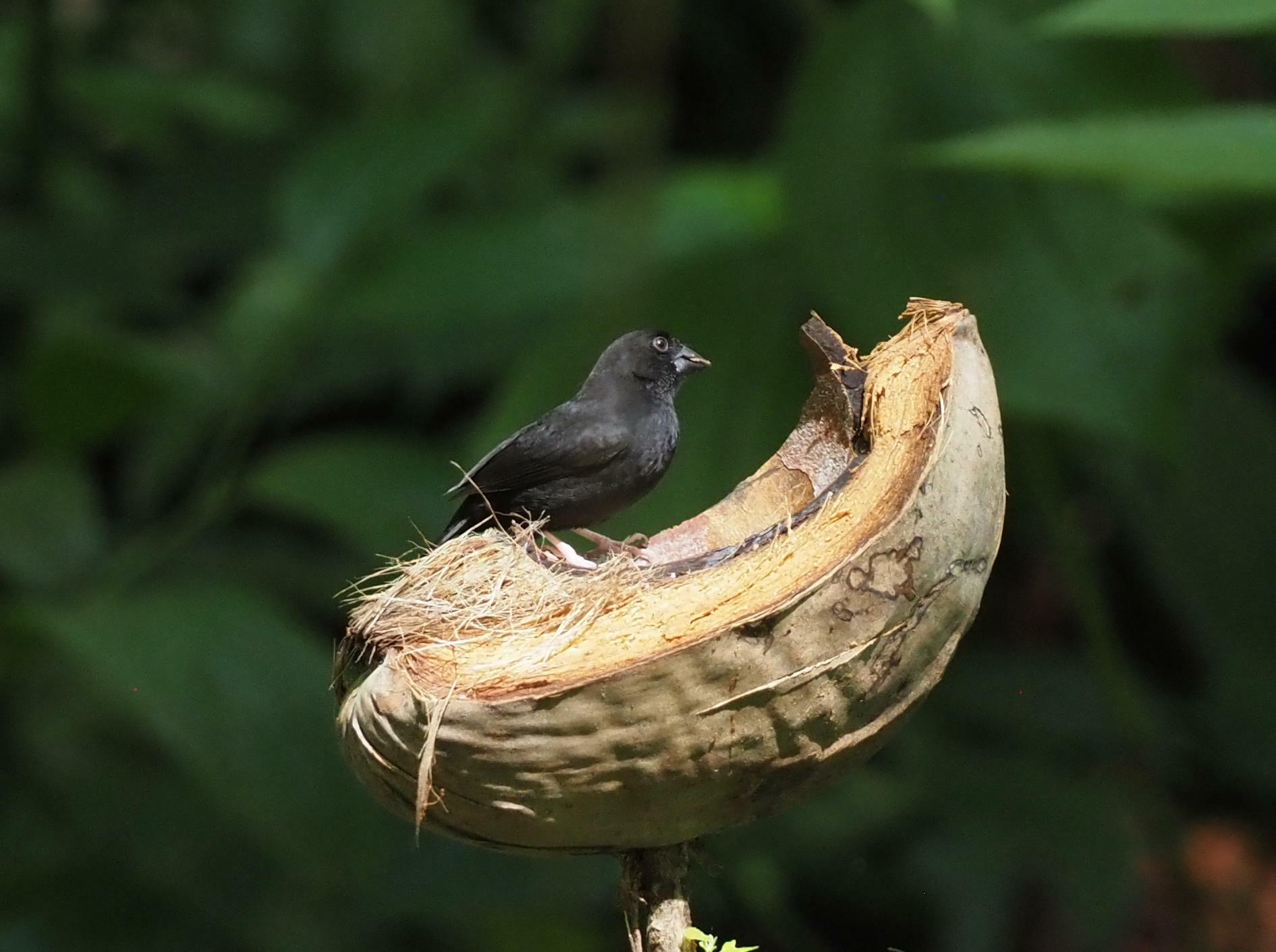 St. Lucia Black Finch illustration