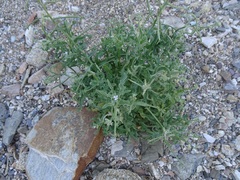 Matthiola parviflora