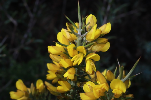 Ulex parviflorus Pourr.