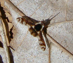 Bombylius pulchellus