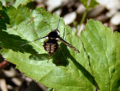 Bombylius pulchellus