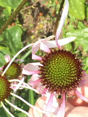 Echinacea sanguinea