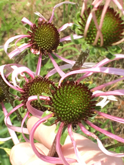Echinacea sanguinea