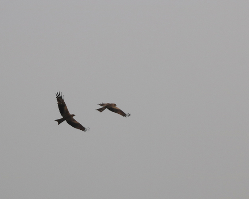 Black Kite