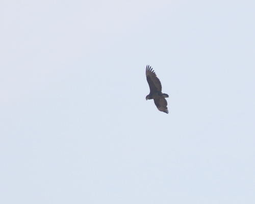 Bateleur