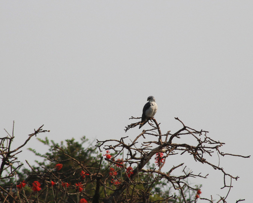 Black-winged Kite