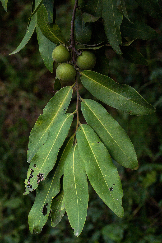 jackalberry