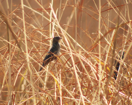 Fan-tailed Widowbird