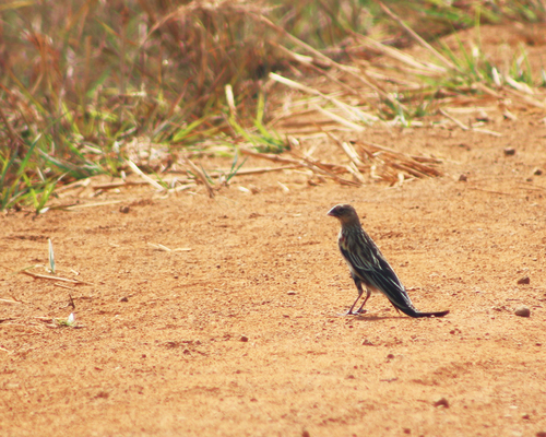 Long-tailed Widowbird