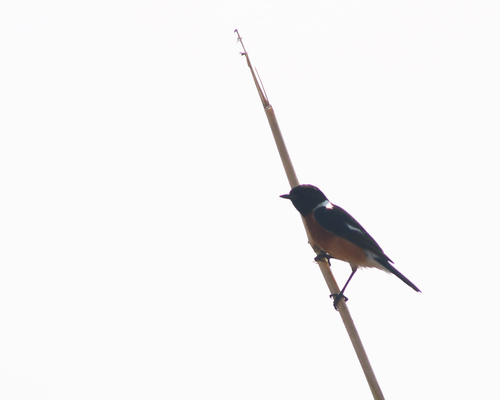 African Stonechat