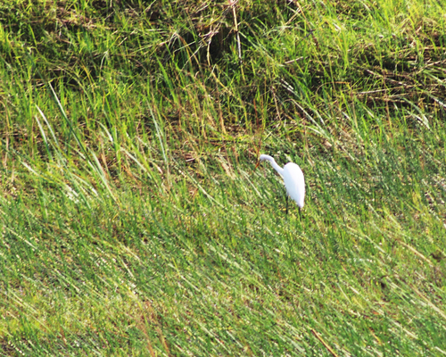 Great Egret