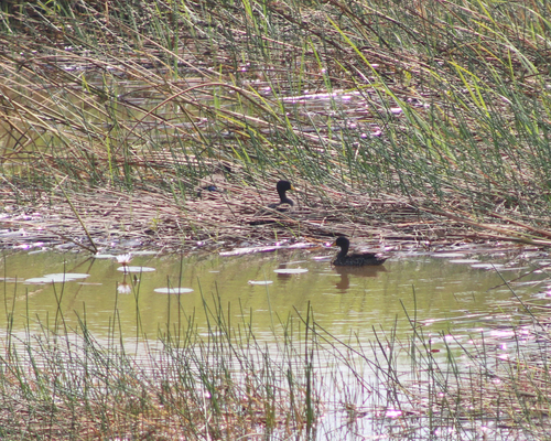 Yellow-billed Duck