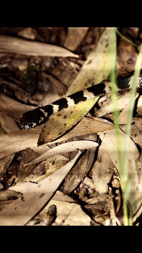 Stephens' Banded Snake sighting