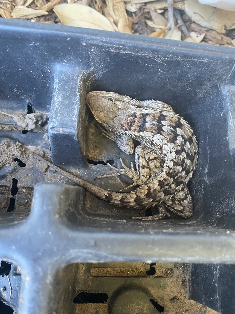 Texas Spiny Lizard from Hunt Cir, Leander, TX, US on February 22, 2024 ...