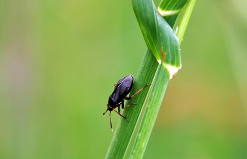 Black plant bug photo 5