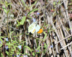 Anthocharis julia sulfuris