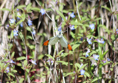 Anthocharis julia sulfuris