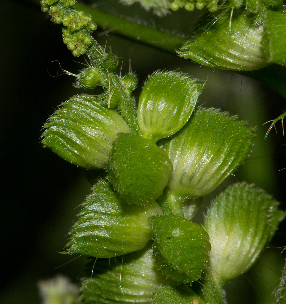 Acalypha fimbriata Schumach. & Thonn. 2