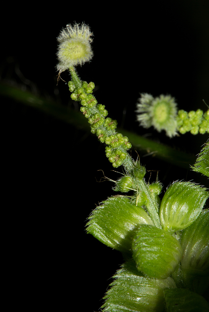 Acalypha fimbriata Schumach. & Thonn. 3