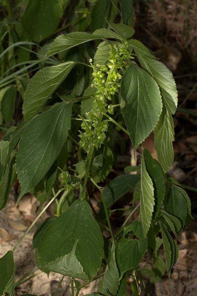 Acalypha fimbriata Schumach. & Thonn. 4