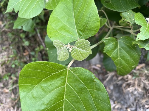 Croton aromaticus, 2024-02-24