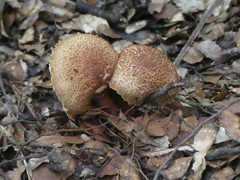 Austroboletus