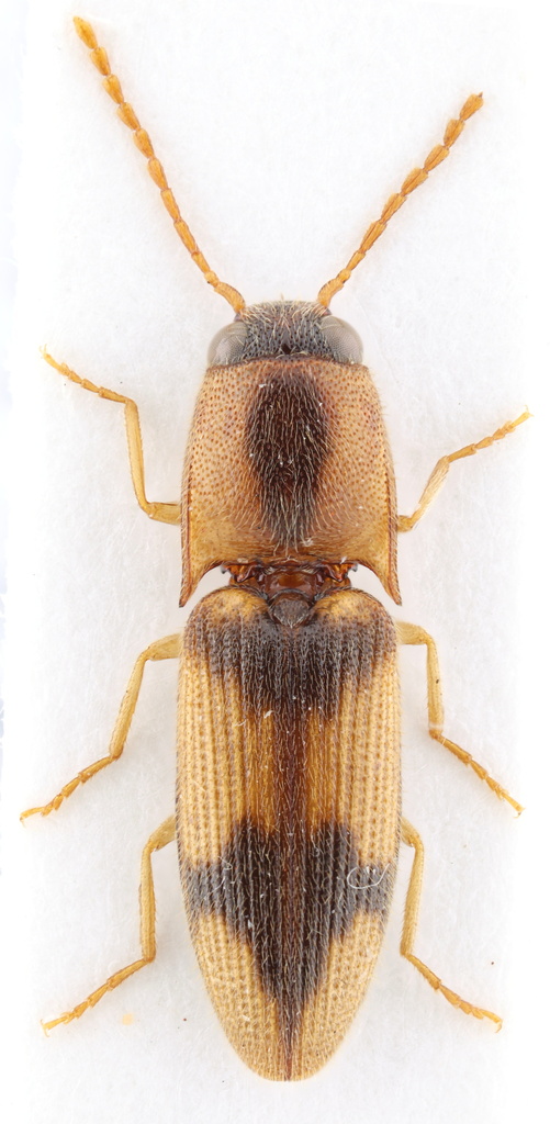 Aeolus depressus