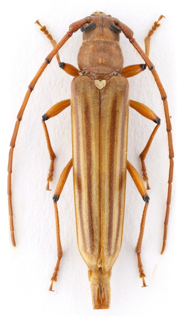 Malacopterus tenellus