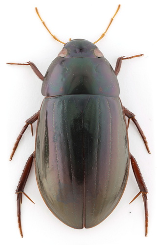 Hydrobiomorpha casta (Say, 1835)