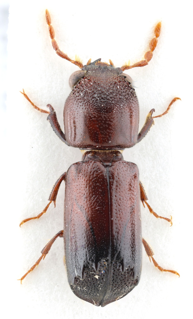 Tetrapriocera longicornis