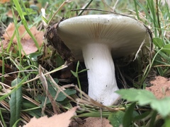 Russula grisea