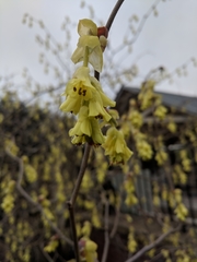 Corylopsis